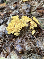 Ramaria