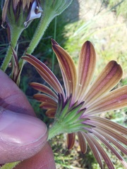 Dimorphotheca