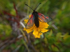 Zygaena exulans
