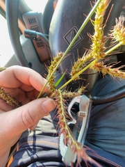 Echinochloa muricata