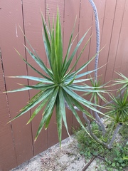 Asparagaceae