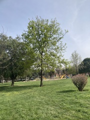 Quercus