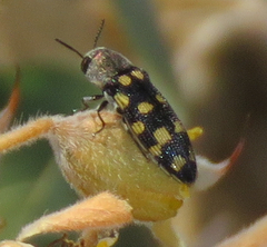 Acmaeodera wheeleri
