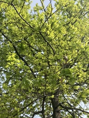 Quercus