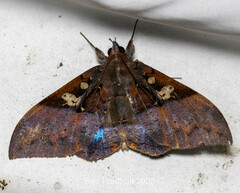 Ischyja hemiphaea
