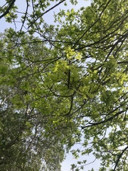 Quercus
