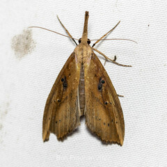 Hypena