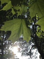 Acer