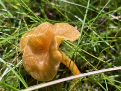 Craterellus ignicolor