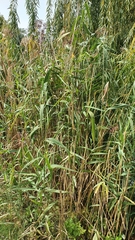 Arundo donax