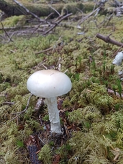 Amanita citrina