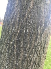 Quercus