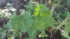 Cnidoscolus angustidens