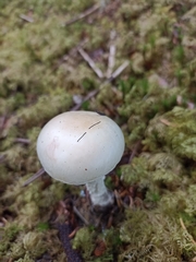 Amanita citrina