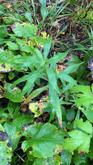 Anemone virginiana