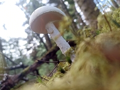 Amanita citrina