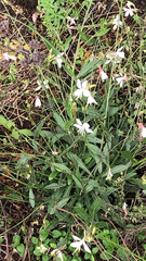 Oenothera lindheimeri