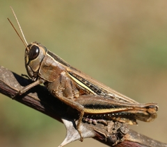 Eyprepocnemis plorans