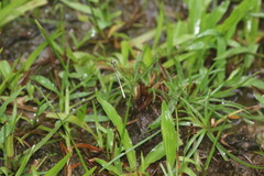 Agriocnemis lacteola