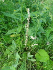 Poa angustifolia