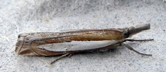 Crambus leachellus