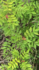 Zanthoxylum americanum