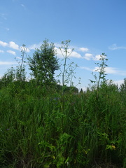 Pastinaca sativa sylvestris
