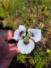 Moraea villosa