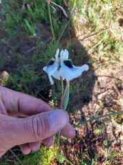 Moraea villosa