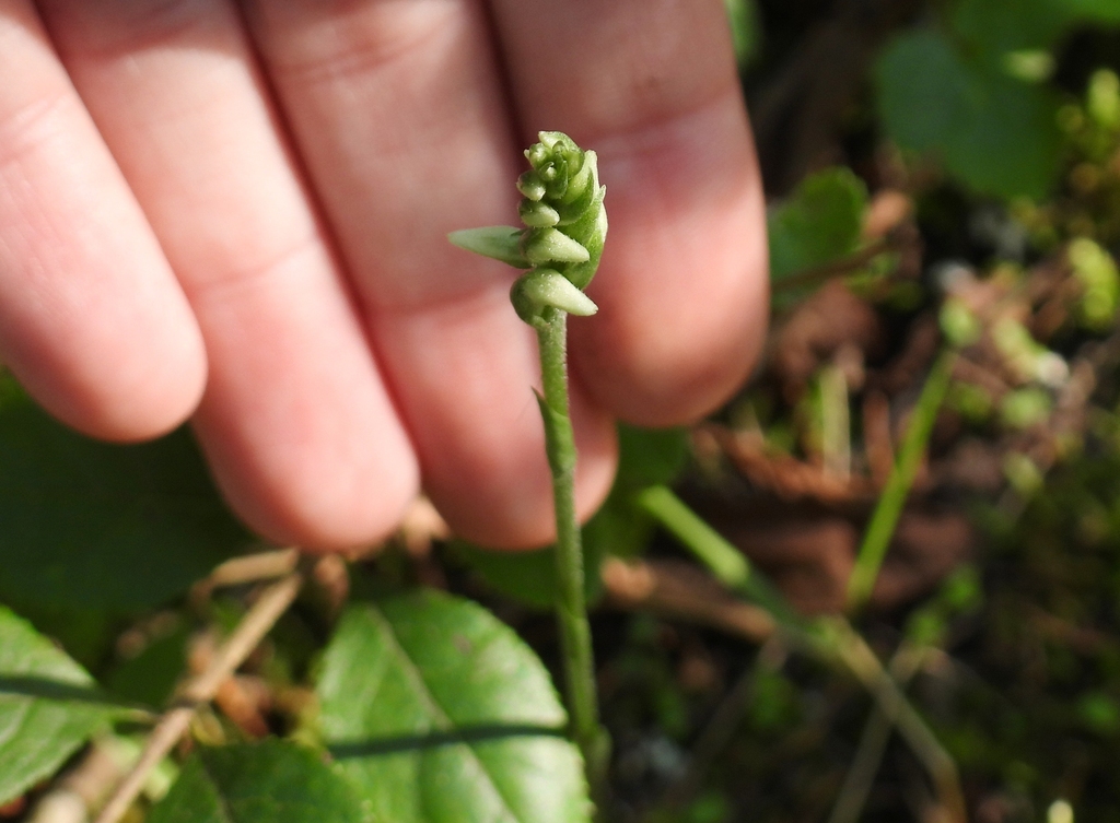 Oval Ladies' Tresses from Marshall County, TN, USA on September 13