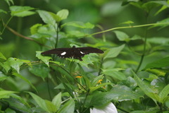 Papilio helenus