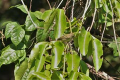 Phylloscopus inornatus