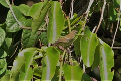 Phylloscopus inornatus