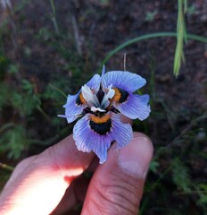 Moraea villosa