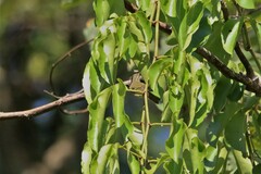 Phylloscopus inornatus