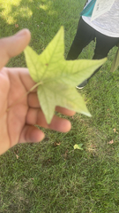 Liquidambar