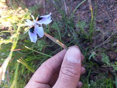 Moraea villosa