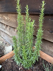 Erigeron canadensis