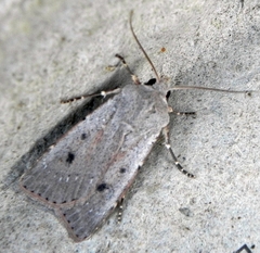 Agrotis vetusta