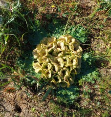 Arctopus monacanthus