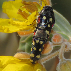 Acmaeodera wheeleri