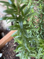 Erigeron canadensis