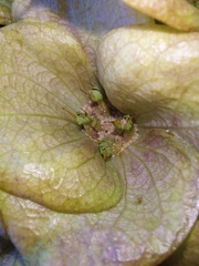 Arctopus monacanthus