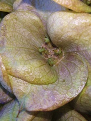 Arctopus monacanthus