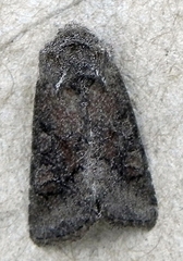 Lacinipolia meditata