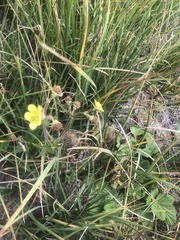 Geum macrophyllum