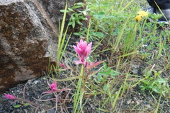 Castilleja raupii