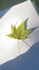 Liquidambar