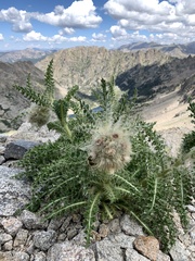 Cirsium scopulorum