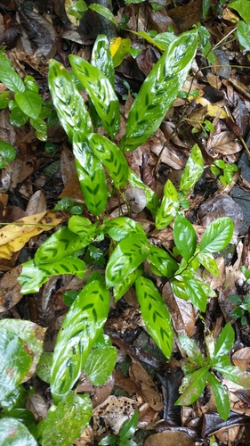 Stachyphrynium repens, photograph 3